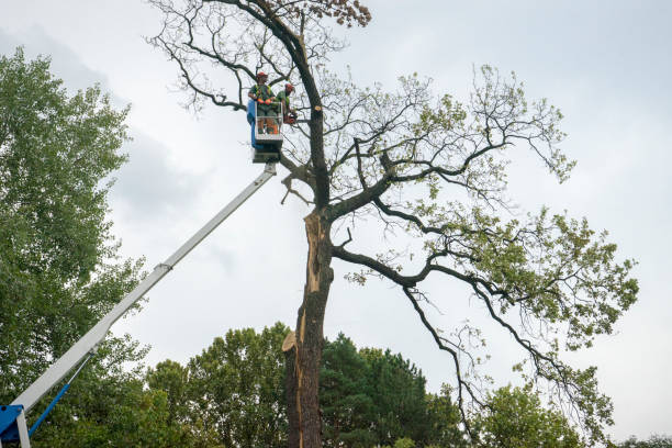 Landscape Design and Installation in Hagan, GA